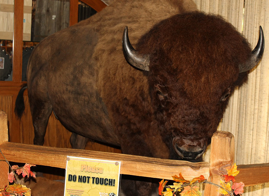 Stuffed bison